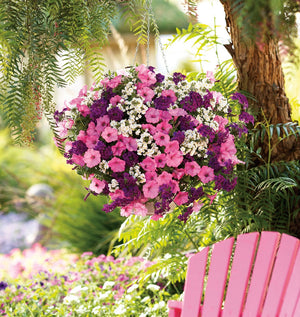 Hanging Baskets